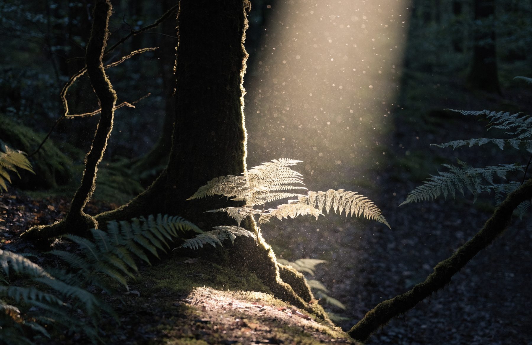 Morning light on ferns in a beech wood — GreenLife's Recraft forest image.