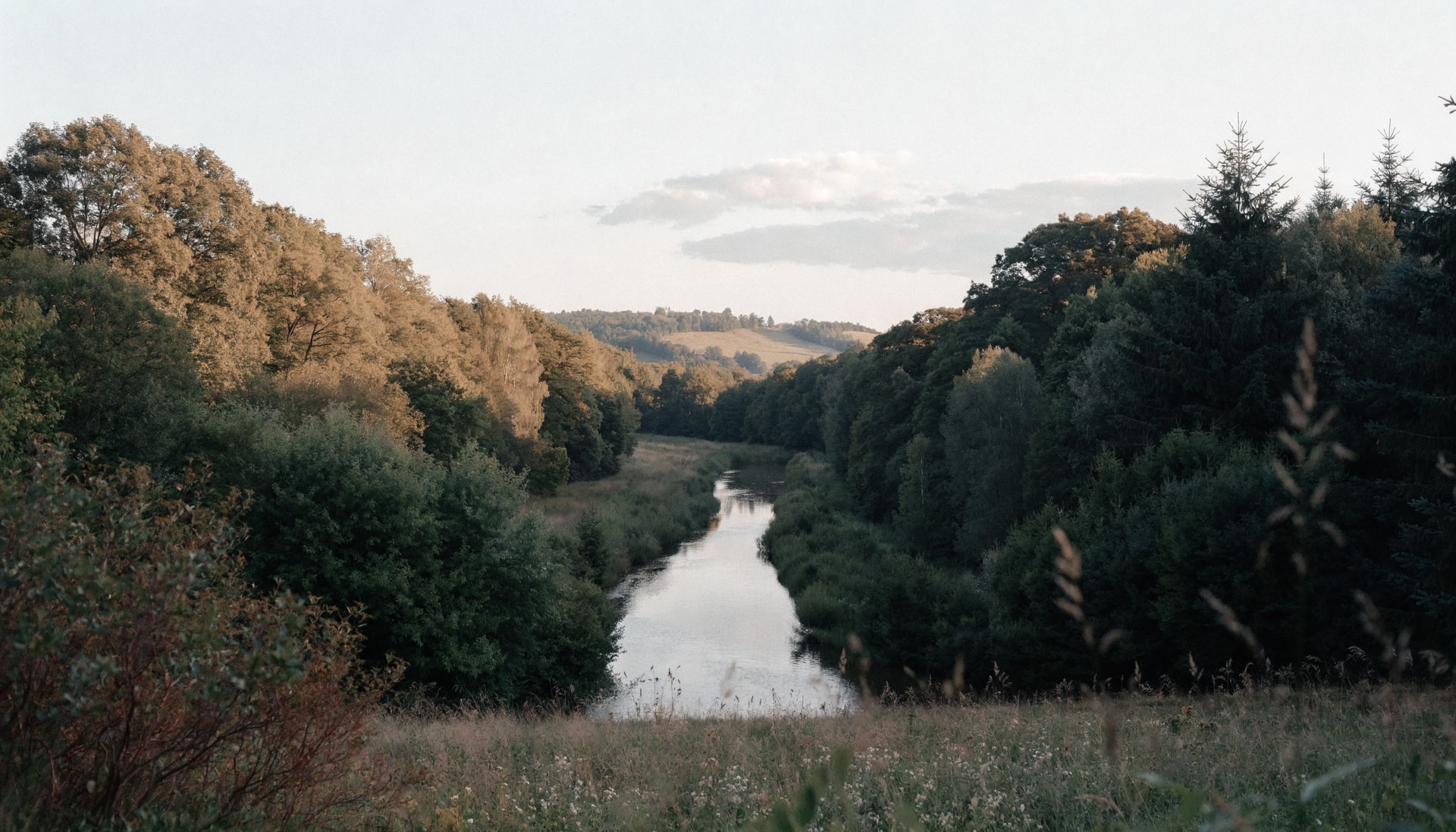 A river winds through living woodland towards an open horizon, with evening light catching the trees. An illustrative Recraft scene from GreenLife's film.